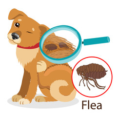 Dog Parasite. Pet Flea Treatment. Flea In The Fur As A Close Up Magnification Vector. Spread Of Infection. Pet Veterinary Medicine Vector. Flea Control for Dogs.