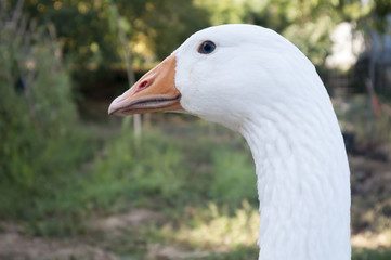 Goose headshot