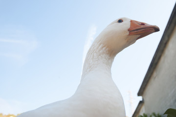 Goose from below