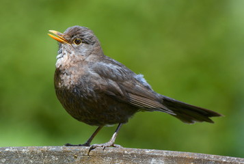 Amsel