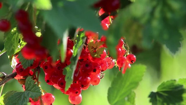 Rote Johannisbeeren h&auml;ngen reif am Busch