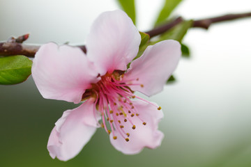 Obraz premium pommier