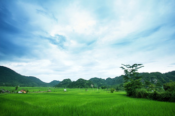 Green fields and rice plants are growing. High mountains are the backdrop.