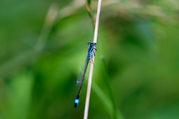 Libelle auf einem Schilfhalm