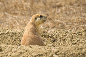 Prairie Dog 5