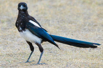Obraz premium Magpie 4