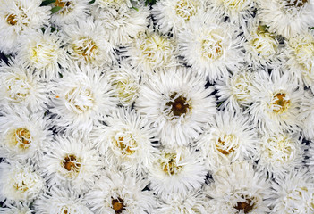 Big white asters blossom in summer