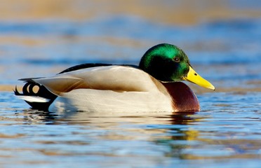 Mallard on a lake in Sweden
