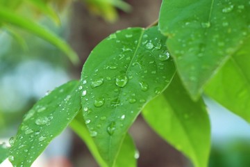 Drops on the leaves