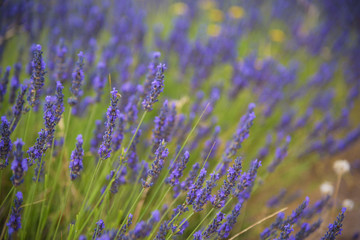 Blossoming of lavander flowers on the field ,closer view2