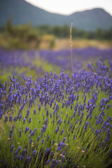 Naklejka premium Landscape with blossoming of lavander flowers on the field