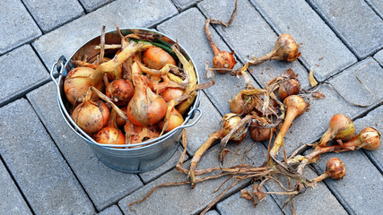 Onions in a bucket are on the stone floor
