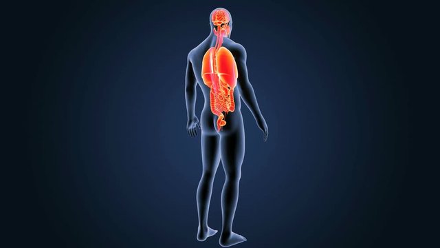 Human Organs with Body