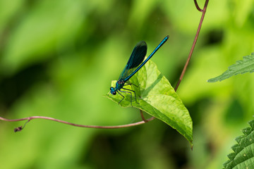 Blauflügelige Prachtlibelle