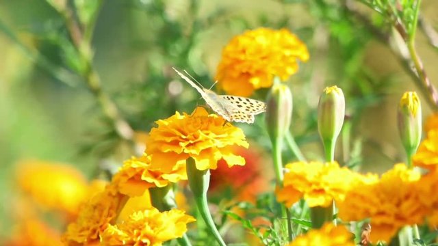 beautiful butterfly on a flower, slow motion