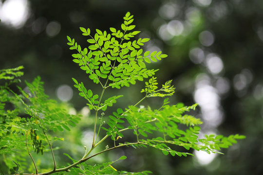 Moringa leaves and its  budding flowers.