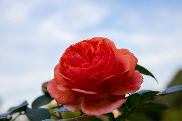 Fototapeta premium Beautiful pink rose in a garden