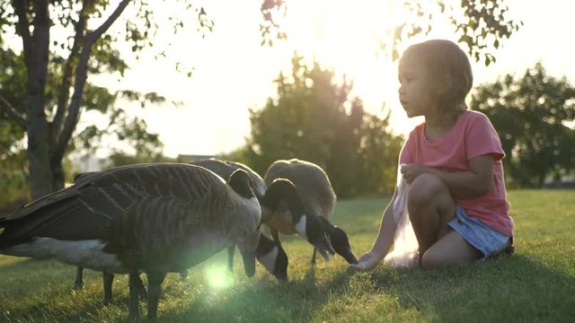 Cute little girl feeding wild geese at green summer meadow