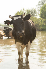 cow bathes in a small river in the hot summer day