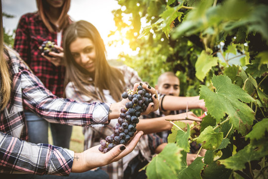 People harvesting in a vineyard