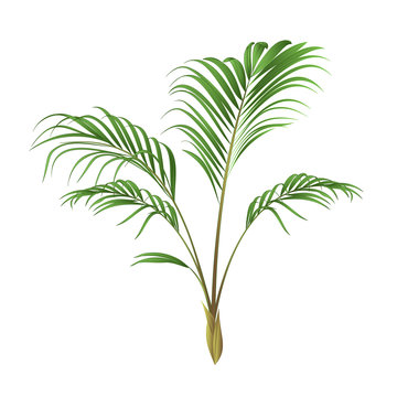 Palm decoration house plant vintage vector illustration editable hand drawn