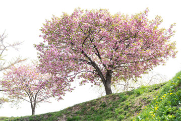 Fototapeta na wymiar blossoming pink Sakura or Cherry blossom tree