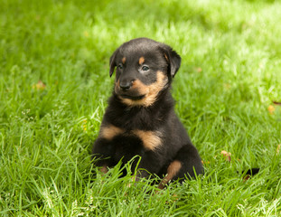 Fototapeta premium beauceron puppy