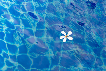 Fototapeta na wymiar White flowers in the pool blue background