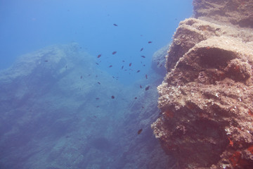Fonds marin en corse