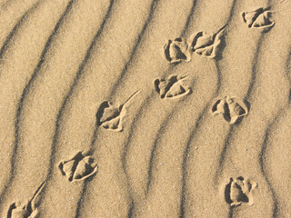 Fototapeta na wymiar seagull footprints on yellow sand from an Italian beach