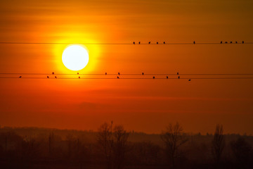 Birds sitting on wires at sunset