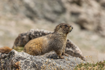 Yellow-bellied Marmot on Rock