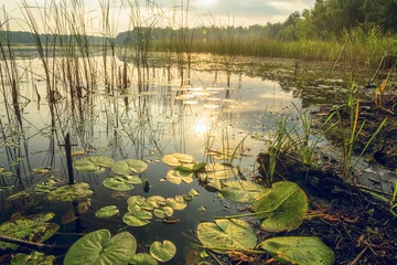 Fotobehang Forest lake with water lilies. a great place to relax in nature.   © Ann Stryzhekin