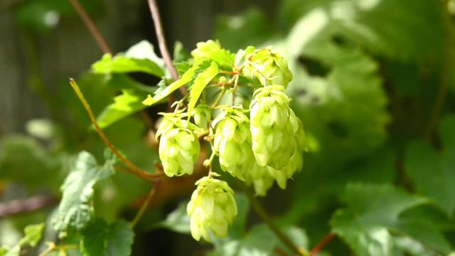 Hopfen, Nahaufnahme der Zapfen