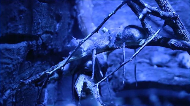 Simatic rodents mice on an overnight stay in a natural habitat. Night shooting