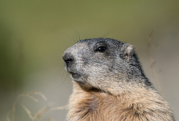 Murmeltier im Portrait