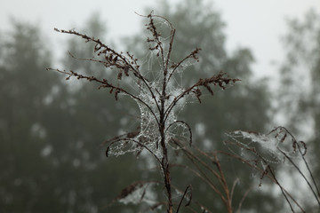 cobweb outdoor, grey background