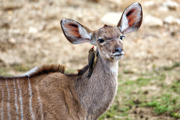 Kudu