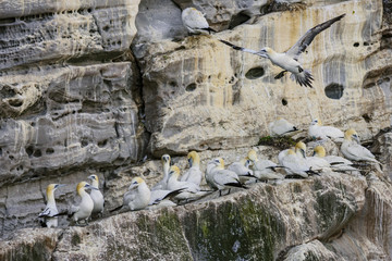 Northern Gannet - Sula bassana, Shetlands, United Kingdome