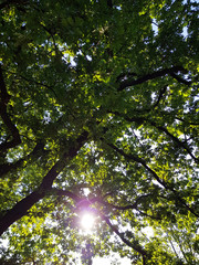 Sonne scheint durch alte Eiche