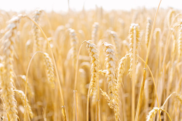 Fototapeta premium Weizenfeld