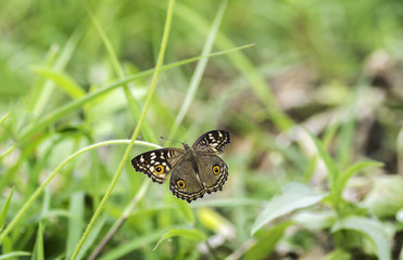 The Lemon Pansy .Butterfly wings absent on the background blurred .
