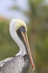 Brown Pelican Head Shot
