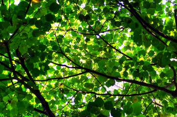 Fototapeta na wymiar Tree leaf and sun light abstract background...