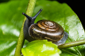 Snail in the garden crawling on a green leaf