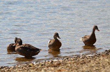 Enten am Seeufer