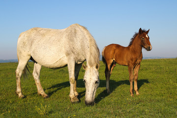 White horse and brown foal grazing on the floral meadow