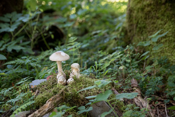 Seta en el bosque