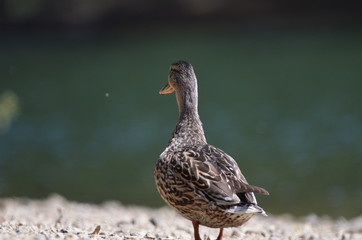 Enten am Seeufer