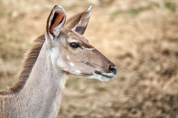 Kudu